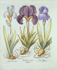 Three varieties of rhizomatous beardless irises, from Hortus Eystettensis by Basil Besler (1561-