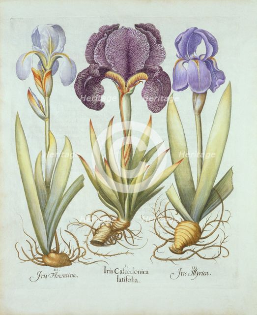 Three varieties of rhizomatous beardless irises,  from 'Hortus Eystettensis', by Basil Besler (1561-