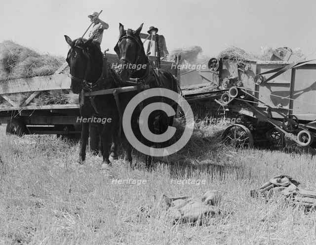 Threshing, midsummer noon, five miles west of Malin, Klamath County, Oregon, 1939. Creator: Dorothea Lange.