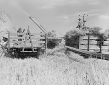 Threshing, midsummer noon, five miles west of Malin, Klamath County, Oregon, 1939. Creator: Dorothea Lange