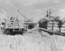 Threshing, midsummer noon, five miles west of Malin, Klamath County, Oregon, 1939. Creator: Dorothea Lange