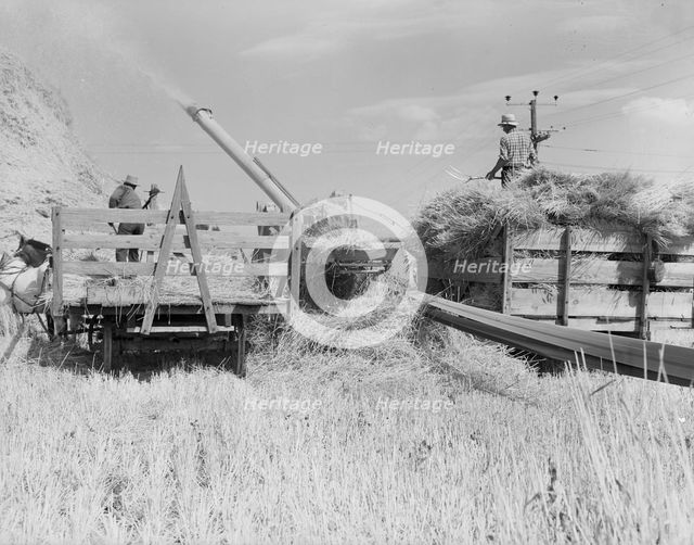 Threshing, midsummer noon, five miles west of Malin, Klamath County, Oregon, 1939. Creator: Dorothea Lange.