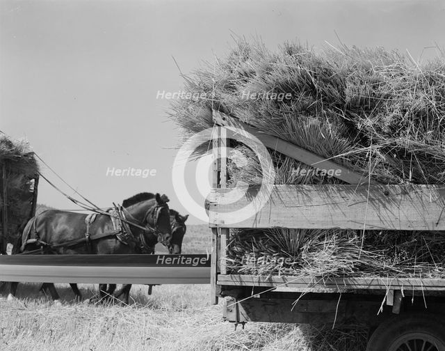 Threshing, midsummer noon. Five miles west of Malin. Klamath County, Oregon, 1939. Creator: Dorothea Lange.