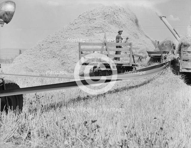 Threshing, midsummer noon, five miles west of Malin, Klamath County, Oregon, 1939. Creator: Dorothea Lange.
