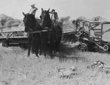 Threshing, midsummer noon, five miles west of Malin, Klamath County, Oregon, 1939. Creator: Dorothea Lange
