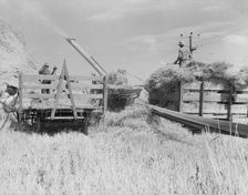Threshing, midsummer noon, five miles west of Malin, Klamath County, Oregon, 1939. Creator: Dorothea Lange