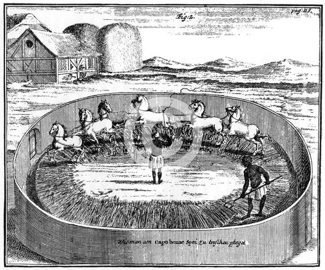 Threshing out the corn, South Africa, 18th century (1931). Artist: Unknown