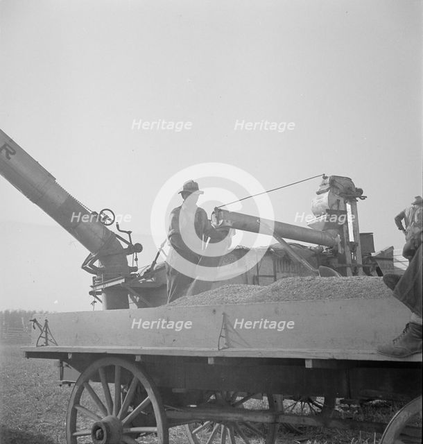Threshing of oats, Clayton, Indiana, south of Indianapolis, 1936. Creator: Dorothea Lange.