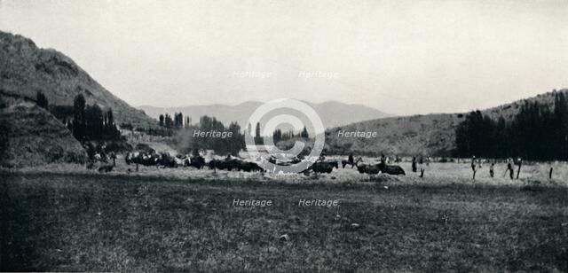 'Threshing Corn in the Ancient Manner', 1911. Artist: Unknown.