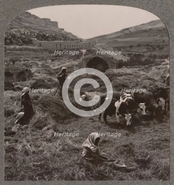 'Threshing grain near Jacob's Well', c1900. Artist: Unknown.