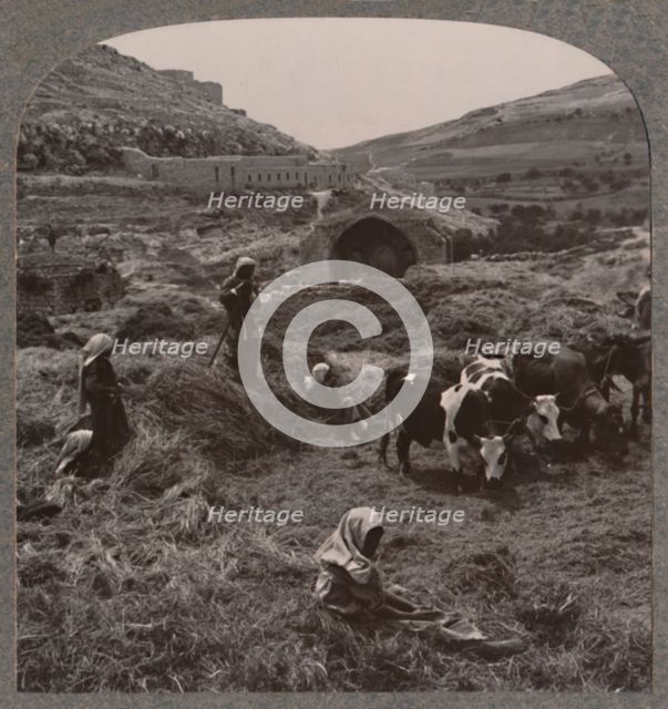 'Threshing grain near Jacob's Well', c1900. Artist: Unknown.
