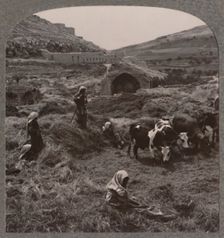 Threshing grain near Jacob's Well c1900