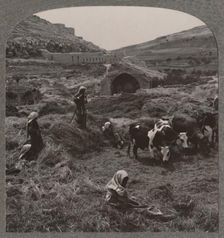 Threshing grain near Jacob's Well c1900