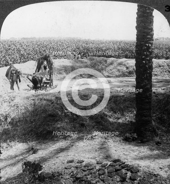 Threshing in Egypt, 1905.Artist: Underwood & Underwood