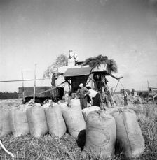 Threshing in the fields, Sweden, 1949. Creator: Otto Ohm
