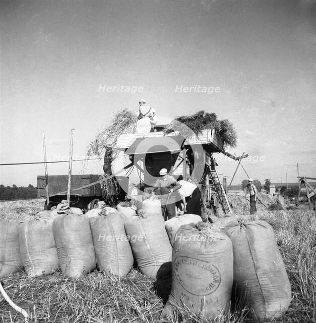 Threshing in the fields, Sweden, 1949. Artist: Otto Ohm