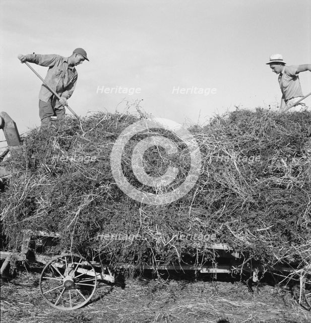 Threshing red clover for seed on older settler's ranch, near Ontario, Oregon, 1939. Creator: Dorothea Lange.