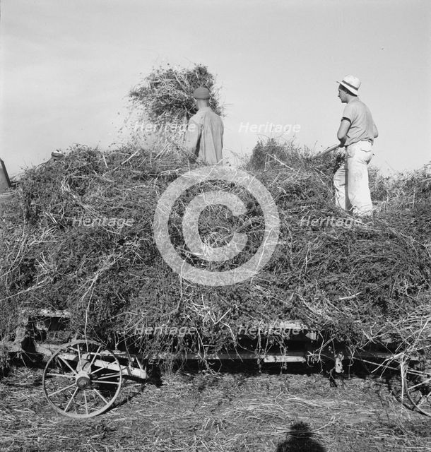 Threshing red clover for seed on older settler's ranch, near Ontario, Oregon, 1939. Creator: Dorothea Lange.