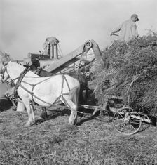 Threshing red clover for seed on older settler's ranch, near Ontario, Oregon, 1939. Creator: Dorothea Lange