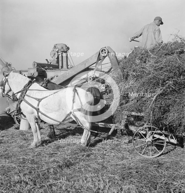 Threshing red clover for seed on older settler's ranch, near Ontario, Oregon, 1939. Creator: Dorothea Lange.