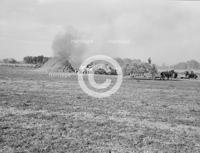 Threshing red clover for seed on older settler's ranch, near Ontario, Malheur County, Oregon, 1939. Creator: Dorothea Lange.