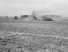 Threshing red clover for seed on older settler's ranch, near Ontario, Oregon, 1939. Creator: Dorothea Lange