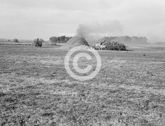 Threshing red clover for seed on older settler's ranch, near Ontario, Oregon, 1939. Creator: Dorothea Lange.