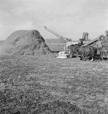 Threshing red clover for seed on older settler's ranch, near Ontario, Oregon, 1939. Creator: Dorothea Lange