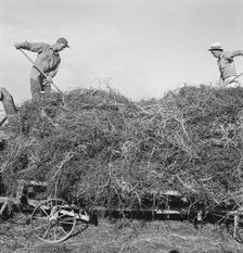 Threshing red clover for seed on older settler's ranch, near Ontario, Oregon, 1939. Creator: Dorothea Lange