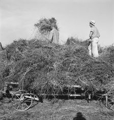 Threshing red clover for seed on older settler's ranch, near Ontario, Oregon, 1939. Creator: Dorothea Lange