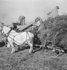 Threshing red clover for seed on older settler's ranch, near Ontario, Oregon, 1939. Creator: Dorothea Lange