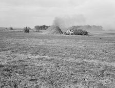 Threshing red clover for seed on older settler's ranch, near Ontario, Oregon, 1939. Creator: Dorothea Lange