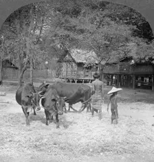 Threshing rice, Amarapura, Burma, 1908. Artist: Stereo Travel Co