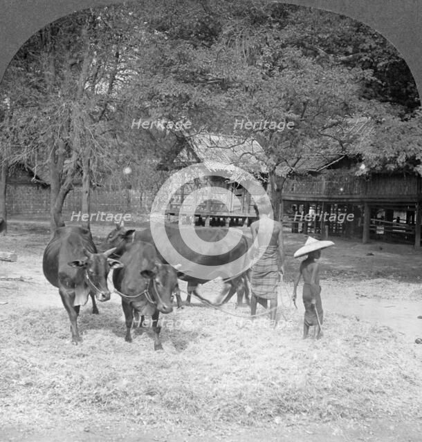 Threshing rice, Amarapura, Burma, 1908. Artist: Stereo Travel Co