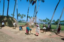Threshing rice, near Madurai, Tamil Nadu, India. Creator: Vivienne Sharp