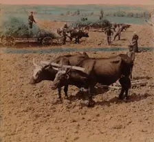 Thrifty country-folk with their cattle at work on a farm near Jonkoping, Sweden 1905. Artists: Elmer Underwood, Bert Elias Underwood