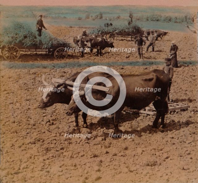 'Thrifty country-folk with their cattle at work on a farm near Jonkoping, Sweden', 1905. Artists: Elmer Underwood, Bert Elias Underwood.