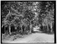 Through the birches, Harbor Beach, between 1890 and 1901. Creator: Unknown