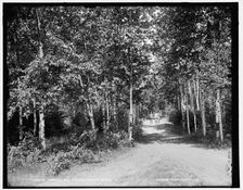 Through the birches, Harbor Beach, between 1890 and 1901. Creator: Unknown