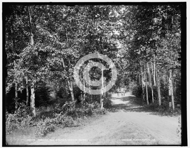 Through the birches, Harbor Beach, between 1890 and 1901. Creator: Unknown.
