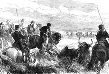 Throwing Bulls at Seville before the Prince of Wales, from a sketch by our special artist, 1876. Creator: L.B.