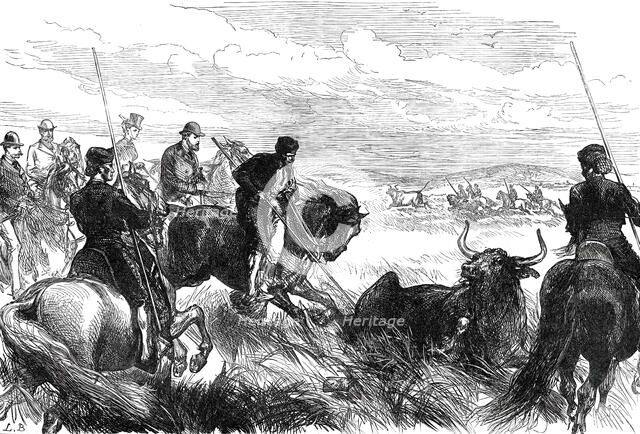 Throwing Bulls at Seville before the Prince of Wales, from a sketch by our special artist, 1876. Creator: L.B..