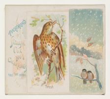 Thrush, from the Song Birds of the World series (N42) for Allen & Ginter Cigarettes, 1890. Creator: Allen & Ginter