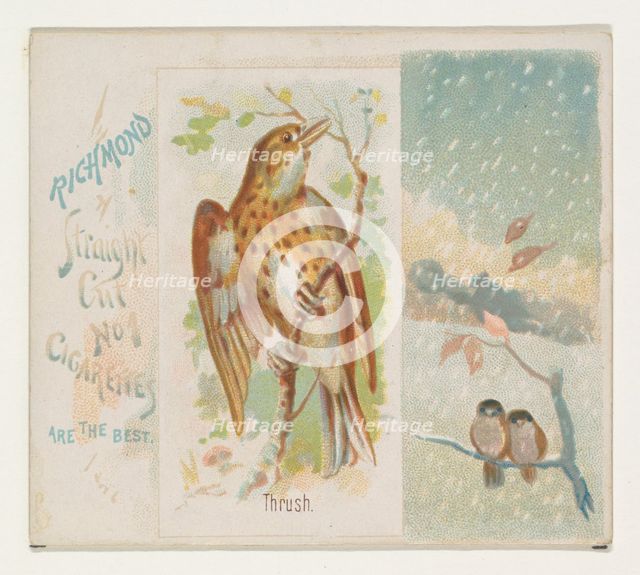 Thrush, from the Song Birds of the World series (N42) for Allen & Ginter Cigarettes, 1890. Creator: Allen & Ginter.