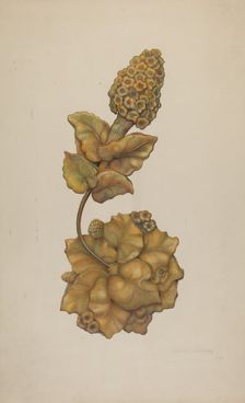 Tie-back, c. 1941. Creator: Harry Jennings