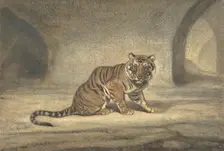 Tiger, 1810-75. Creator: Antoine-Louis Barye