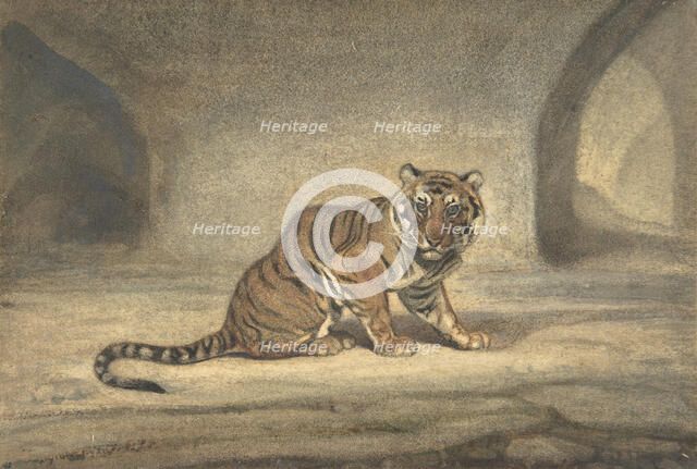 Tiger, 1810-75. Creator: Antoine-Louis Barye.
