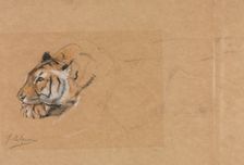 Tiger. Creator: John Macallan Swan (British, 1847-1910)