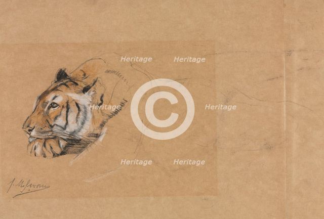 Tiger. Creator: John Macallan Swan (British, 1847-1910).