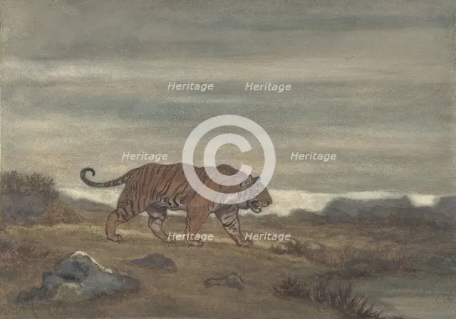 Tiger Approaching Pool, 1810-75. Creator: Antoine-Louis Barye.